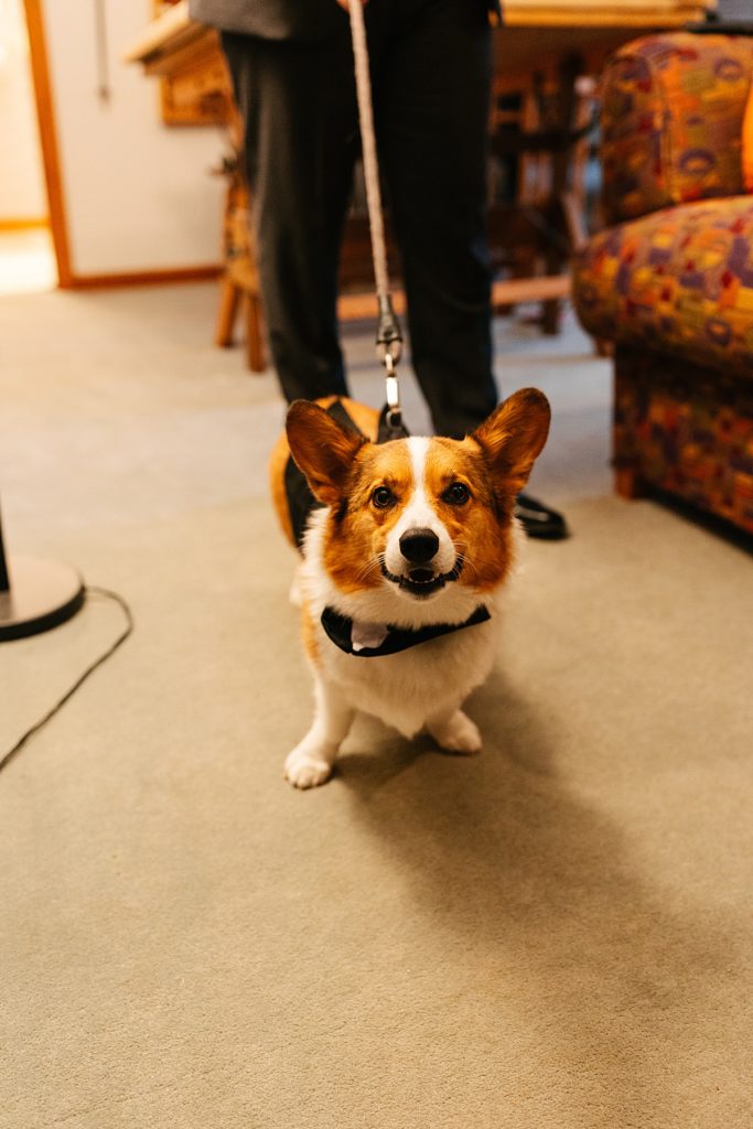 corgi on wedding day, dog tux, tux for a dog, how to have your dog in your wedding