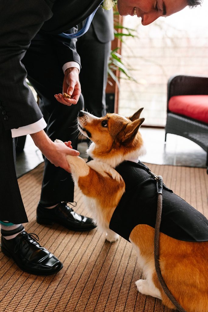 corgi on wedding day, dog tux, tux for a dog, how to have your dog in your wedding, dog ring bearer,