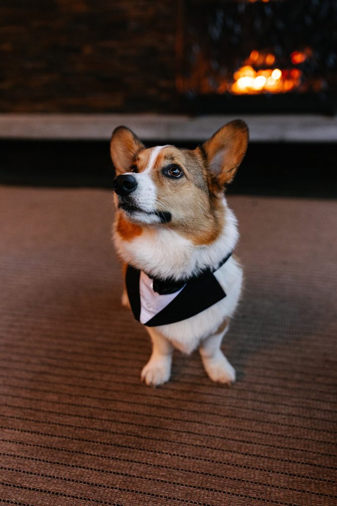 corgi on wedding day, dog tux, tux for a dog, how to have your dog in your wedding, dog ring bearer,