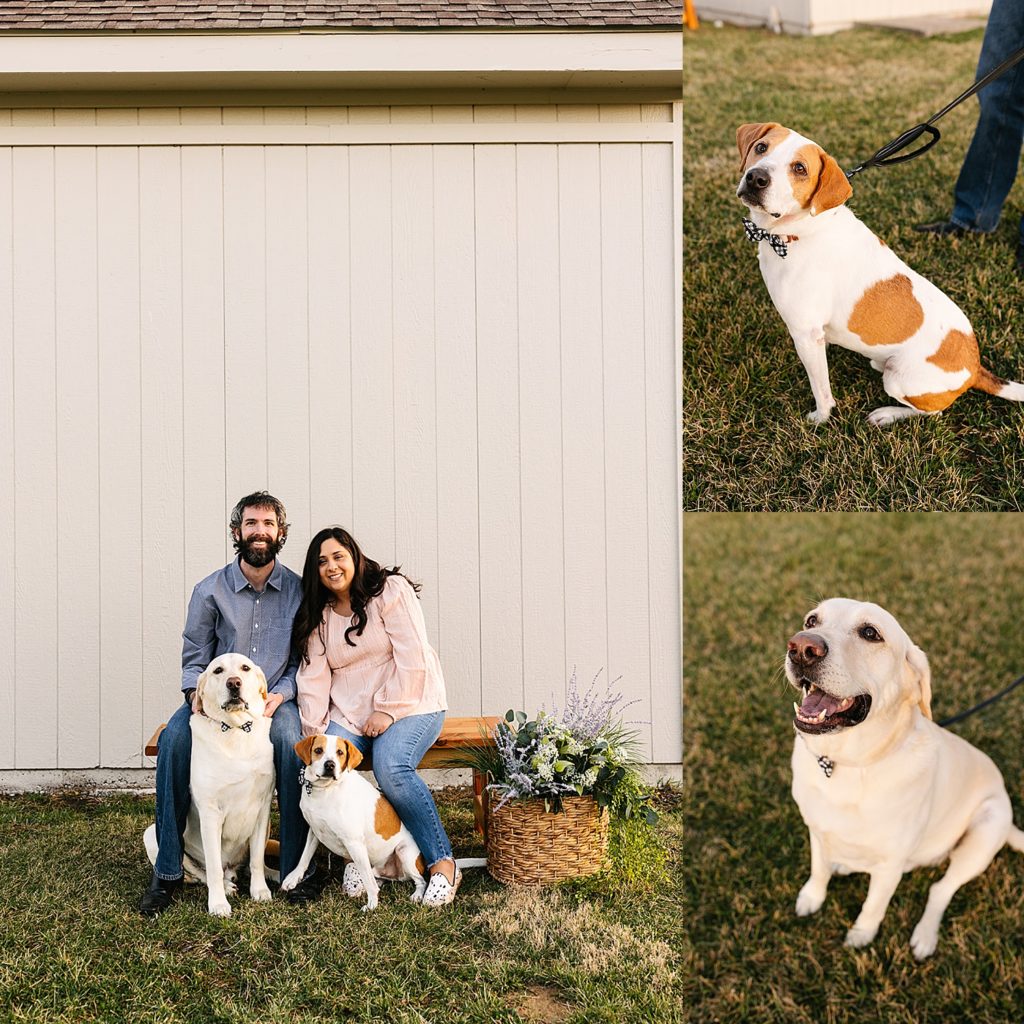 Collage of engaged couple posing with their dogs, and individual portraits of the two dogs. 